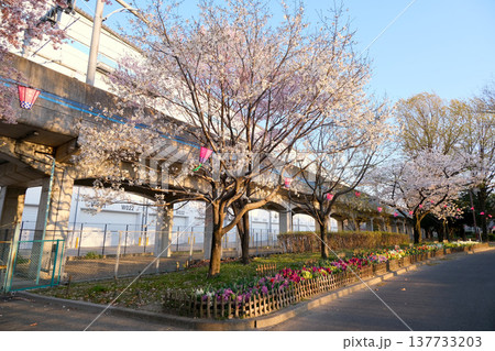 愛知県名古屋市_荒子川公園の桜2_2025年4月 137733203