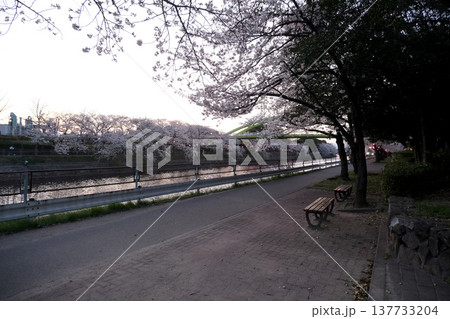 愛知県名古屋市_荒子川公園の桜3_2025年4月 137733204