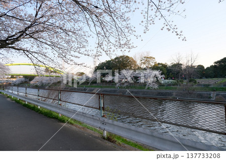 愛知県名古屋市_荒子川公園の桜7_2025年4月 137733208