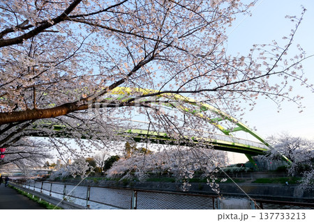 愛知県名古屋市_荒子川公園の桜11_2025年4月 愛知県名古屋市_荒子川公園の桜11_2025年4月 137733213