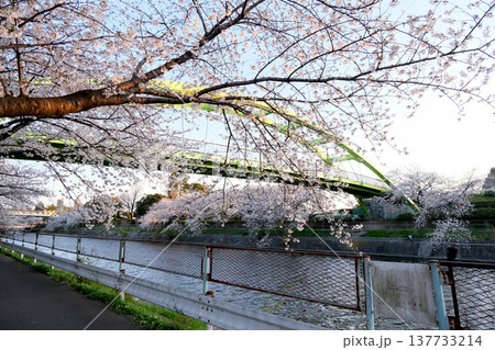 愛知県名古屋市_荒子川公園の桜12_2025年4月 愛知県名古屋市_荒子川公園の桜12_2025年4月 137733214