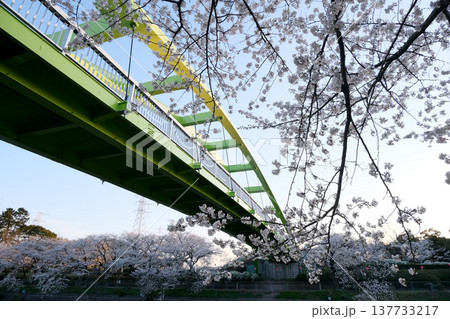 愛知県名古屋市_荒子川公園の桜15_2025年4月 愛知県名古屋市_荒子川公園の桜15_2025年4月 137733217