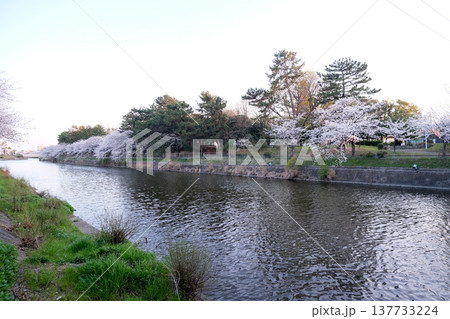 愛知県名古屋市_荒子川公園の桜22_2025年4月 愛知県名古屋市_荒子川公園の桜22_2025年4月 137733224
