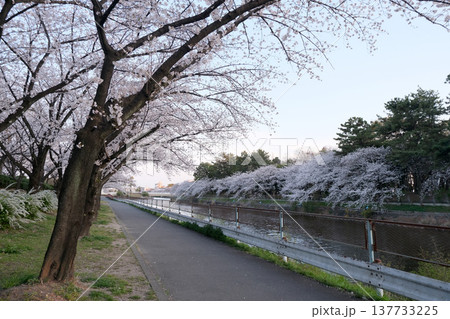 愛知県名古屋市_荒子川公園の桜23_2025年4月 137733225