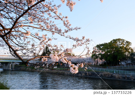 愛知県名古屋市_荒子川公園の桜24_2025年4月 愛知県名古屋市_荒子川公園の桜24_2025年4月 137733226