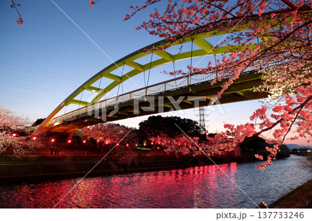愛知県名古屋市_荒子川公園の夜桜11_2025年4月 137733246