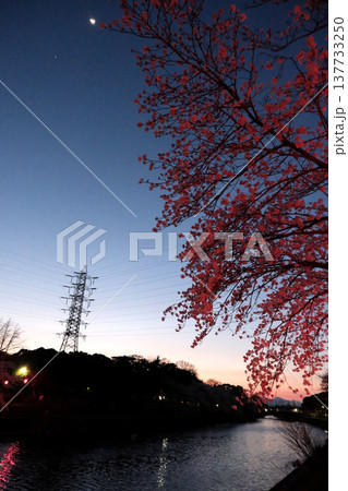 愛知県名古屋市_荒子川公園の夜桜15_2025年4月 愛知県名古屋市_荒子川公園の夜桜15_2025年4月 137733250