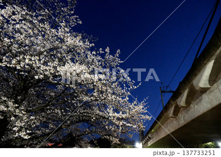 愛知県名古屋市_荒子川公園の夜桜16_2025年4月 愛知県名古屋市_荒子川公園の夜桜16_2025年4月 137733251