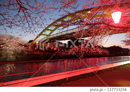 愛知県名古屋市_荒子川公園の夜桜21_2025年4月 愛知県名古屋市_荒子川公園の夜桜21_2025年4月 137733256