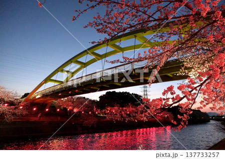 愛知県名古屋市_荒子川公園の夜桜22_2025年4月 137733257