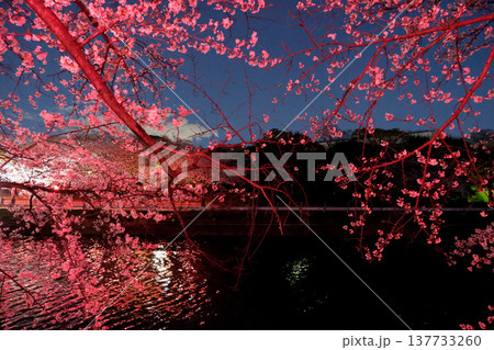 愛知県名古屋市_荒子川公園の夜桜25_2025年4月 愛知県名古屋市_荒子川公園の夜桜25_2025年4月 137733260