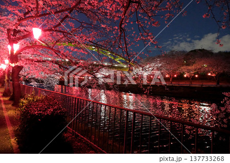 愛知県名古屋市_荒子川公園の夜桜33_2025年4月 愛知県名古屋市_荒子川公園の夜桜33_2025年4月 137733268