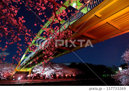 愛知県名古屋市_荒子川公園の夜桜34_2025年4月 愛知県名古屋市_荒子川公園の夜桜34_2025年4月 137733269