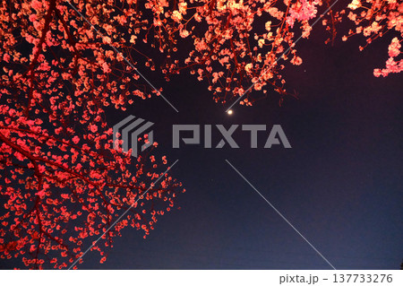愛知県名古屋市_荒子川公園の夜桜41_2025年4月 愛知県名古屋市_荒子川公園の夜桜41_2025年4月 137733276