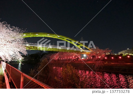 愛知県名古屋市_荒子川公園の夜桜43_2025年4月 愛知県名古屋市_荒子川公園の夜桜43_2025年4月 137733278