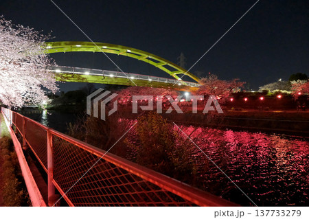 愛知県名古屋市_荒子川公園の夜桜44_2025年4月 愛知県名古屋市_荒子川公園の夜桜44_2025年4月 137733279