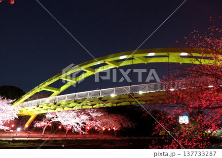 愛知県名古屋市_荒子川公園の夜桜52_2025年4月 137733287