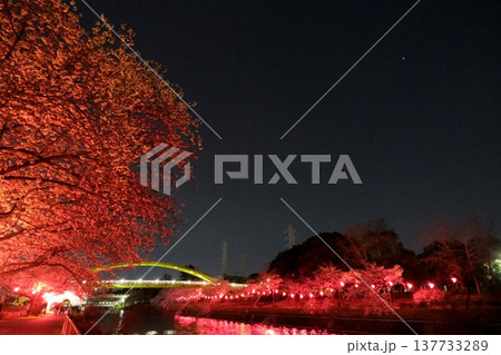 愛知県名古屋市_荒子川公園の夜桜54_2025年4月 137733289