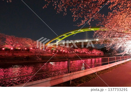 愛知県名古屋市_荒子川公園の夜桜56_2025年4月 愛知県名古屋市_荒子川公園の夜桜56_2025年4月 137733291