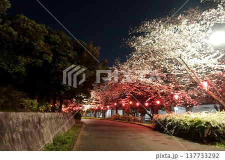 愛知県名古屋市_荒子川公園の夜桜57_2025年4月 愛知県名古屋市_荒子川公園の夜桜57_2025年4月 137733292