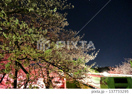 愛知県名古屋市_荒子川公園の夜桜60_2025年4月 137733295