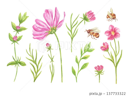 Watercolor illustration of pink wildflowers, greenery, and bumblebees. A botanical set of elements depicting blooming meadow flora. A painted nature scene for spring and summer design. 137733322