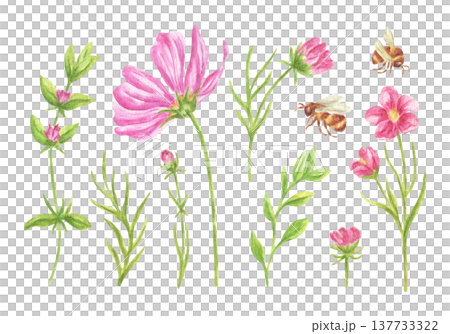 Watercolor illustration of pink wildflowers, greenery, and bumblebees. A botanical set of elements depicting blooming meadow flora. A painted nature scene for spring and summer design. 137733322
