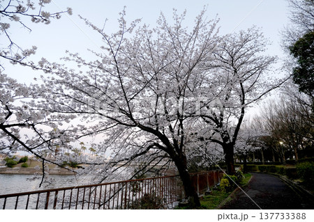 愛知県名古屋市_荒子川公園の桜33_2025年4月 愛知県名古屋市_荒子川公園の桜33_2025年4月 137733388