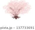 満開の桜 137733691