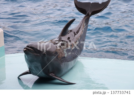 顔を出すイルカ 137733741