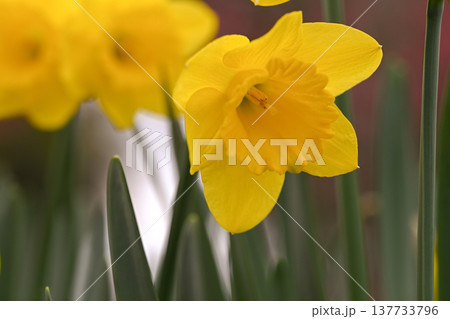 黄色い水仙の花 137733796