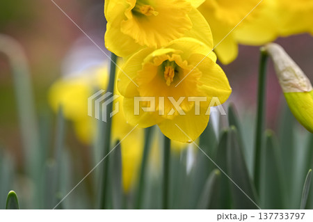 黄色い水仙の花 137733797