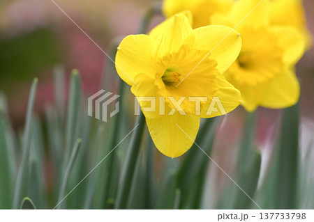 黄色い水仙の花 黄色い水仙の花 137733798