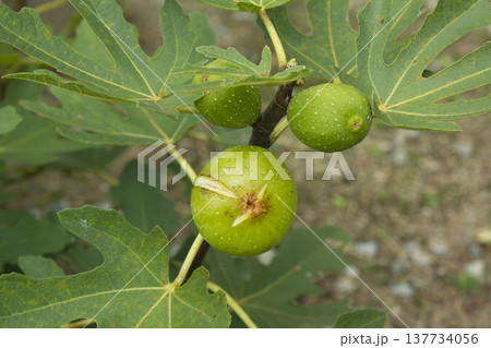 It is a fig tree with fruit. 137734056