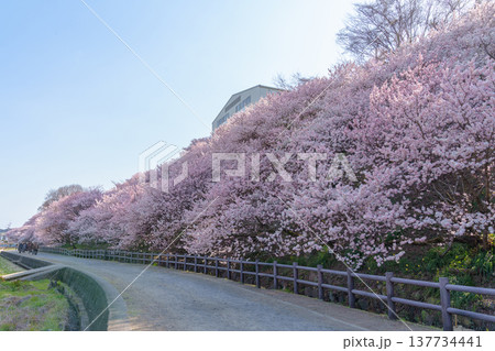 満開に咲き乱れるピンク色が濃い桜「春めき桜」（神奈川県南足柄市 / 一ノ堰ハラネ） 137734441