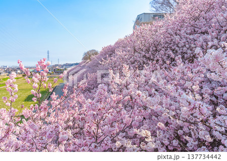 満開に咲き乱れるピンク色が濃い桜「春めき桜」（神奈川県南足柄市 / 一ノ堰ハラネ） 137734442
