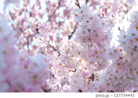 ピンク色が濃い桜「春めき桜」(神奈川県南足柄市の固有種) ピンク色が濃い桜「春めき桜」(神奈川県南足柄市の固有種) 137734443