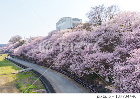 満開に咲き乱れるピンク色が濃い桜「春めき桜」(神奈川県南足柄市 / 一ノ堰ハラネ) 満開に咲き乱れるピンク色が濃い桜「春めき桜」(神奈川県南足柄市 / 一ノ堰ハラネ) 137734446