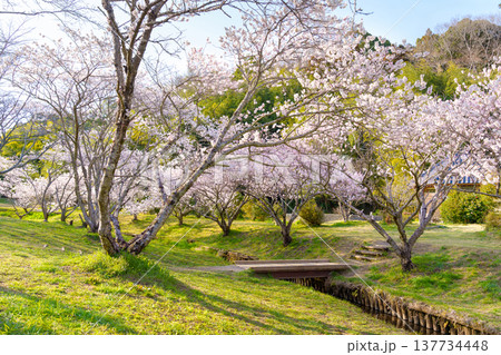 満開の桜が美しい水辺の公園(森と水の公園 / 神奈川県南足柄市) 満開の桜が美しい水辺の公園(森と水の公園 / 神奈川県南足柄市) 137734448