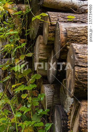 Logs from sawn trees lying by the road in the forest Logs from sawn trees lying by the road in the forest 137734460