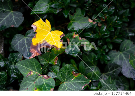yellow withered eaten ivy leaf against the background of green leaves 137734464