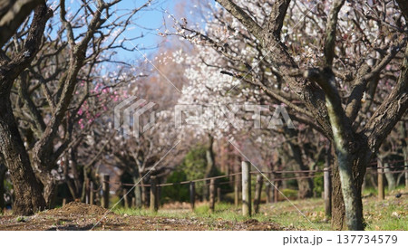 相模原北公園の梅の花 相模原北公園の梅の花 137734579