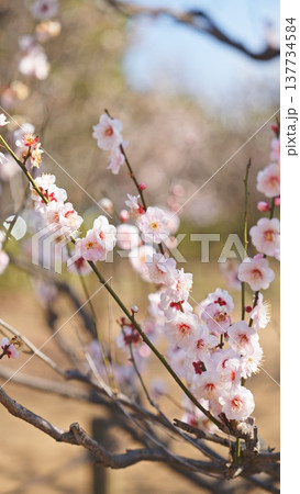 相模原北公園の梅の花 相模原北公園の梅の花 137734584