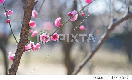 相模原北公園の梅の花 相模原北公園の梅の花 137734587