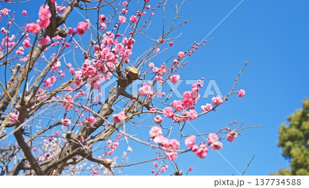 相模原北公園の梅の花 137734588