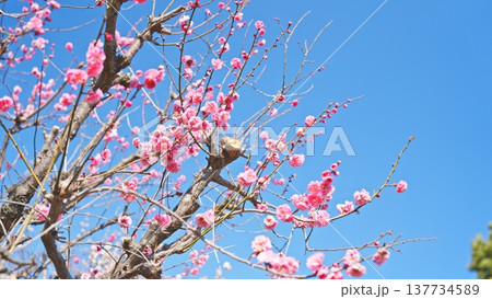 相模原北公園の梅の花 137734589