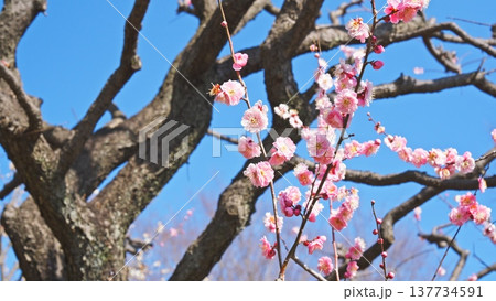 相模原北公園の梅の花 相模原北公園の梅の花 137734591