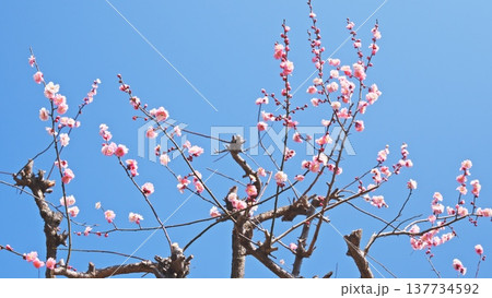 相模原北公園の梅の花 137734592