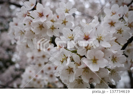 満開に咲いた桜の花 137734619