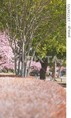 橋本公園の河津桜 橋本公園の河津桜 137734755
